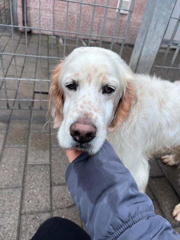 BRUTO SETTER INGLESE ADOZIONE DEL CUORE Foto 4